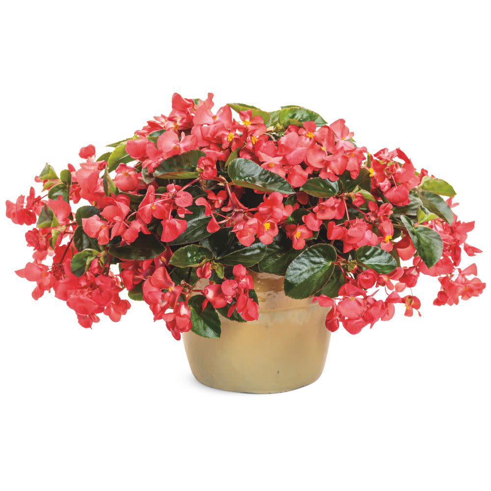 Proven Winners® Surefire Cascade™ Red Begonia | Proven Winners® New Variety 2026