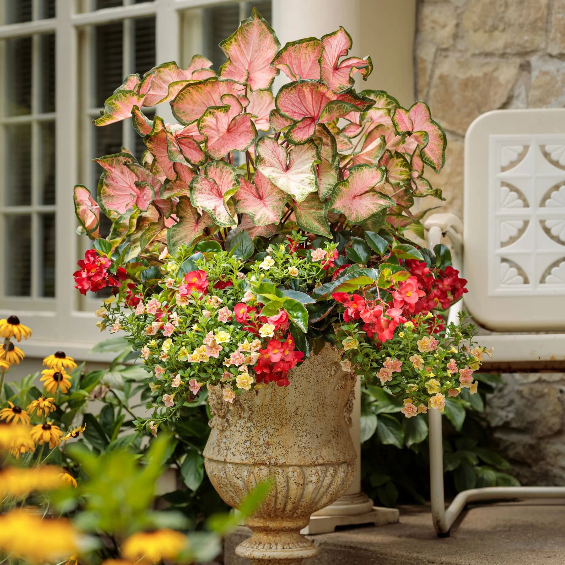 Proven Winners® Surefire Cascade™ Red Begonia | Proven Winners® New Variety 2026