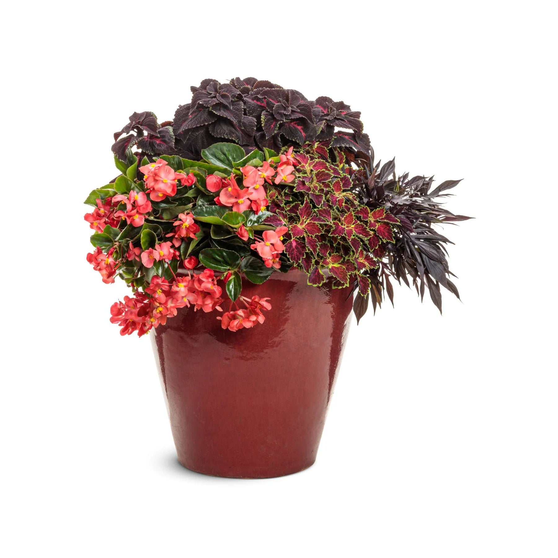 Proven Winners® Surefire Cascade™ Red Begonia | Proven Winners® New Variety 2026