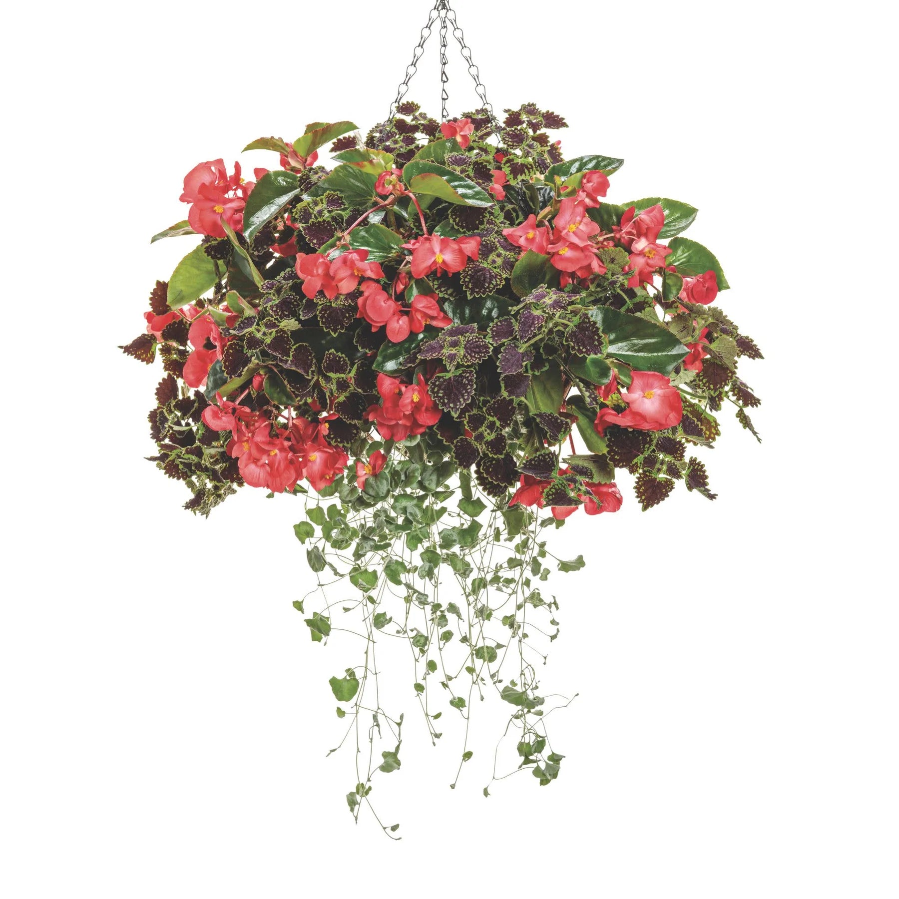 Proven Winners® Surefire Cascade™ Red Begonia | Proven Winners® New Variety 2026