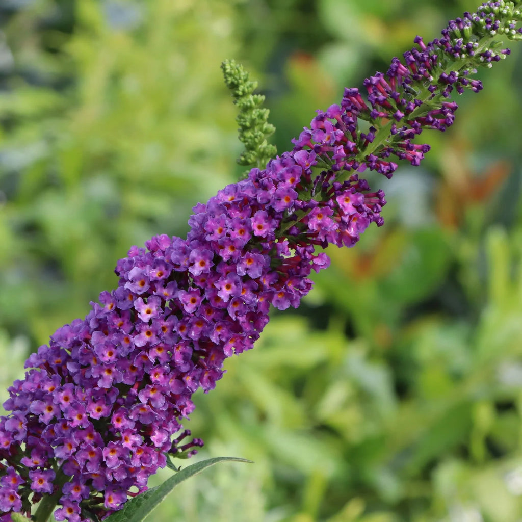 Proven Winners® Darkest Night™ Butterfly Bush (Buddleia x)
