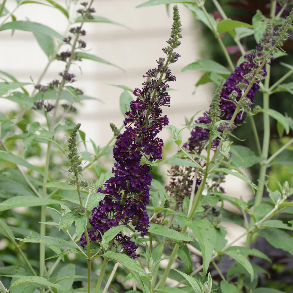 Proven Winners® Darkest Night™ Butterfly Bush (Buddleia x)