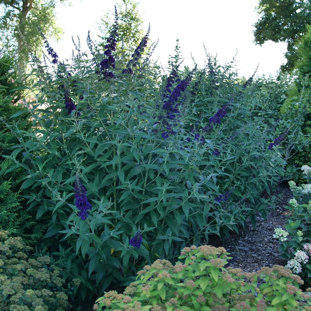 Proven Winners® Darkest Night™ Butterfly Bush (Buddleia x)