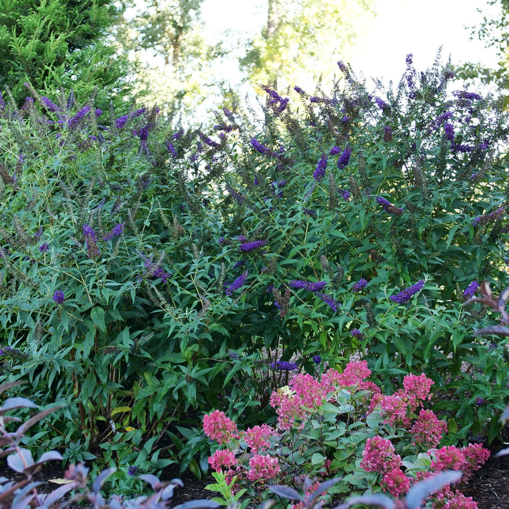 Proven Winners® Darkest Night™ Butterfly Bush (Buddleia x)