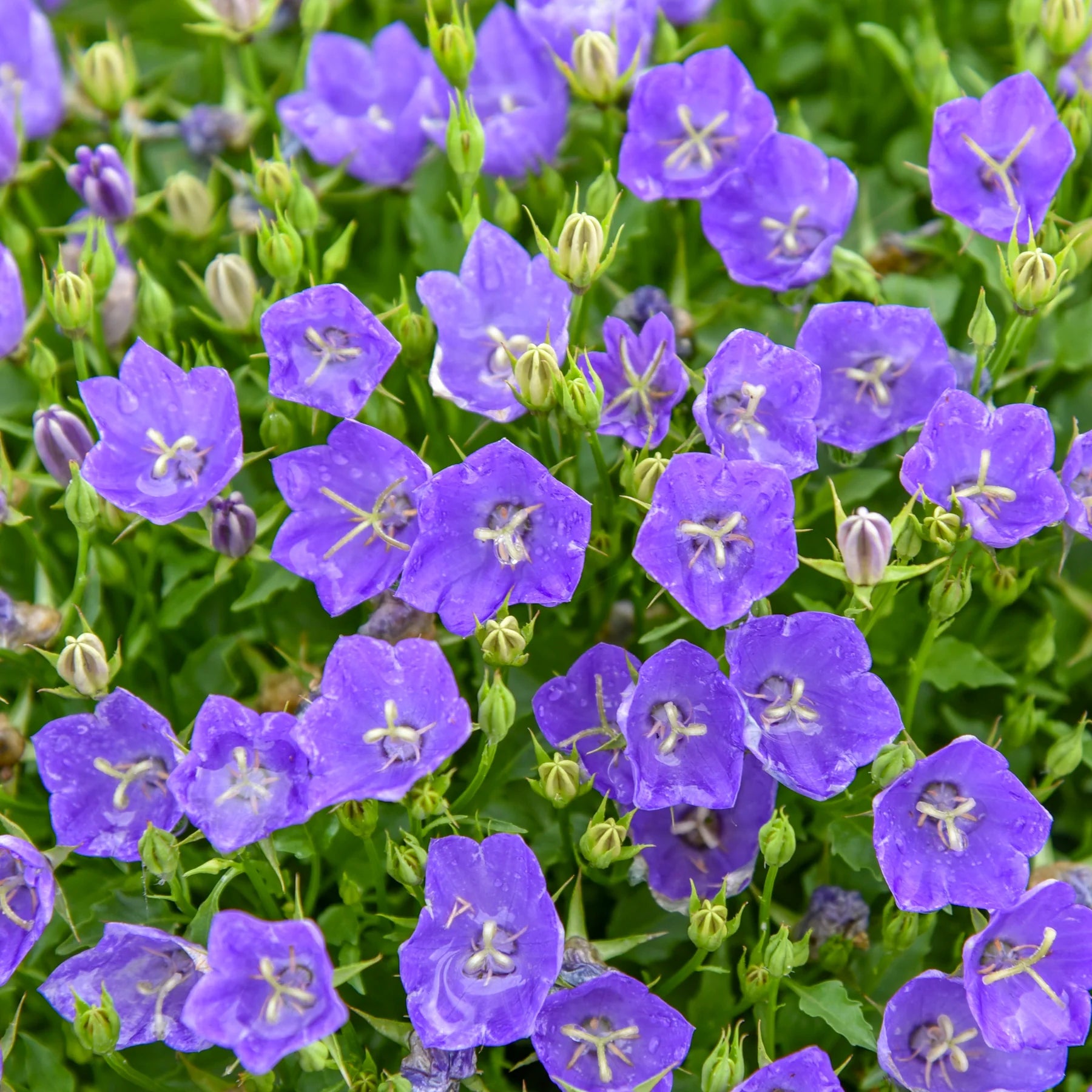 Proven Winners® Mini Marvels™ 'Midnight' Carpathian Bellflower (Campanula carpatica)