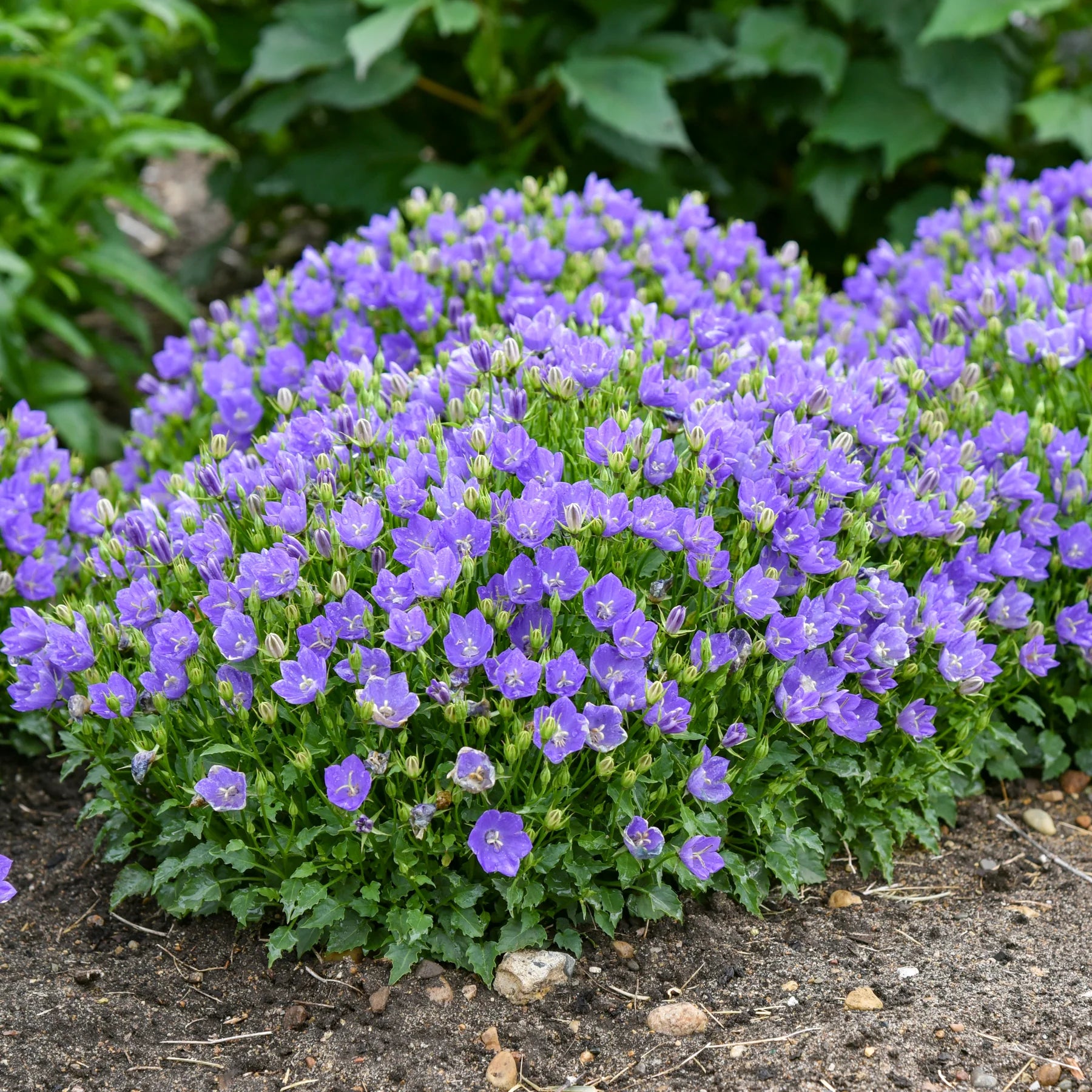 Proven Winners® Mini Marvels™ 'Midnight' Carpathian Bellflower (Campanula carpatica)