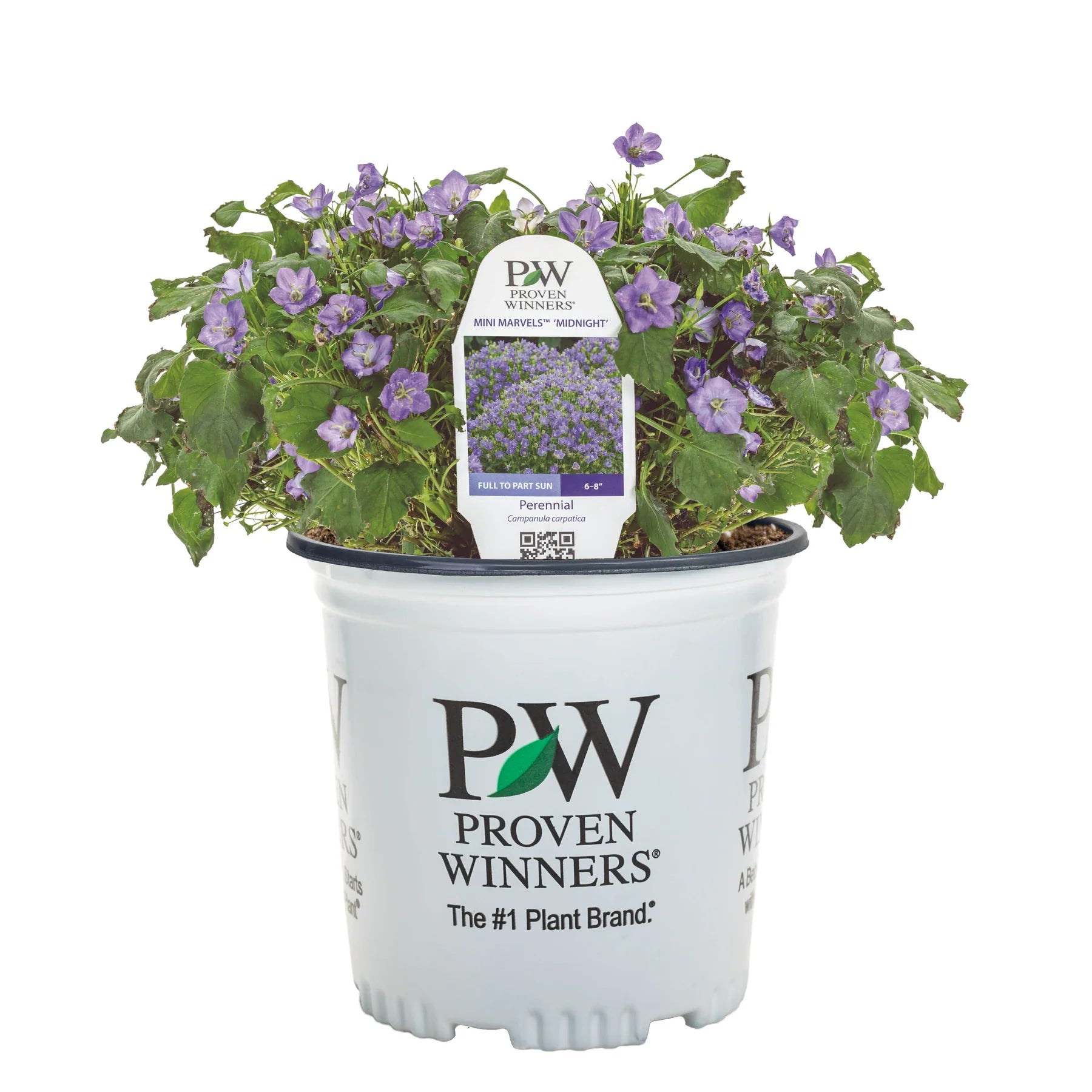 Proven Winners® Mini Marvels™ 'Midnight' Carpathian Bellflower (Campanula carpatica)