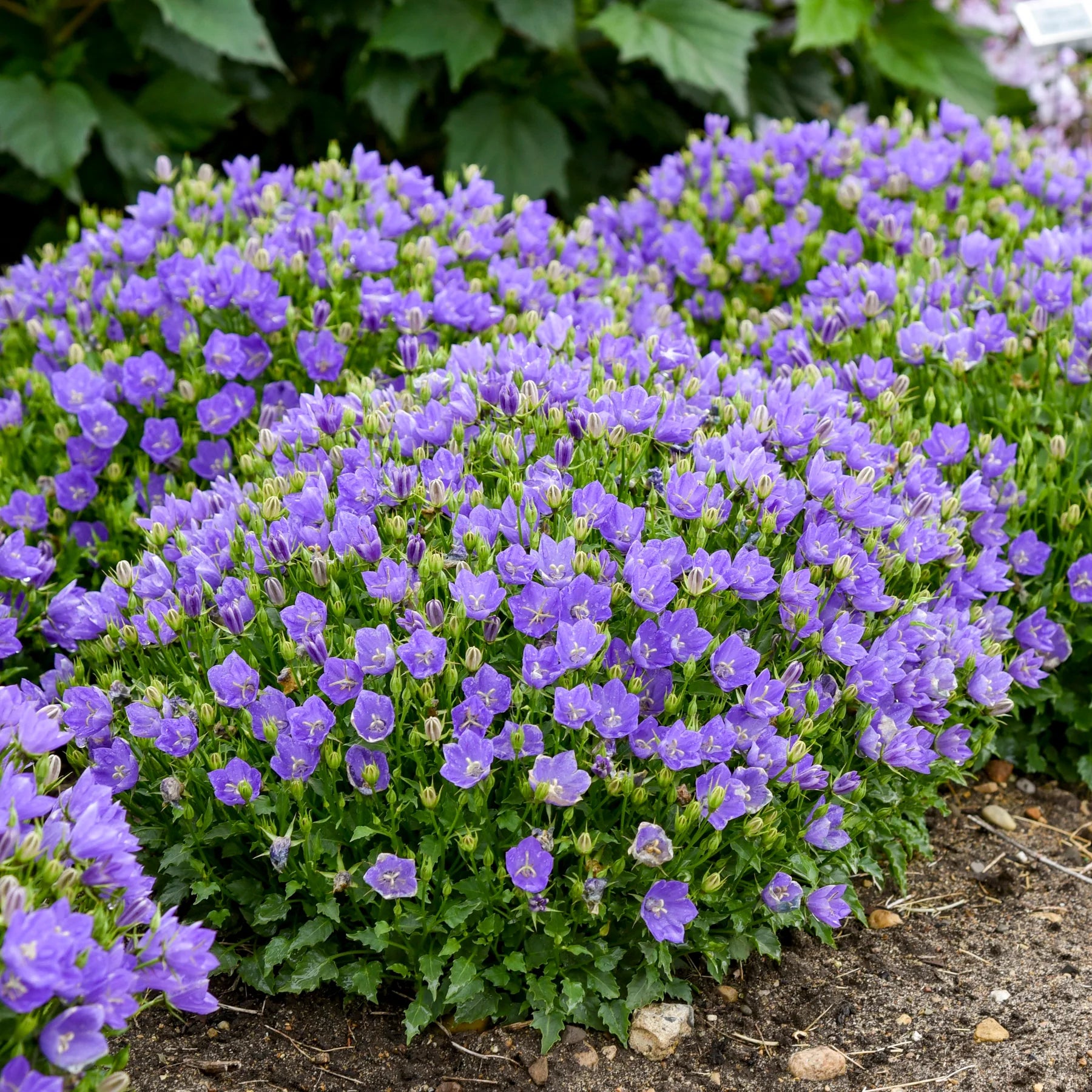 Proven Winners® Mini Marvels™ 'Midnight' Carpathian Bellflower (Campanula carpatica)