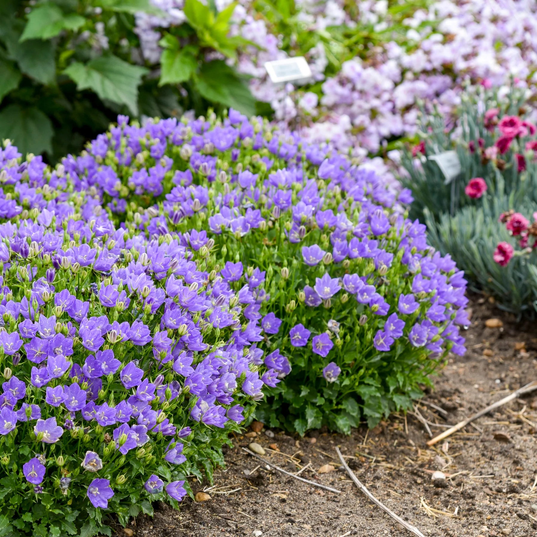 Proven Winners® Mini Marvels™ 'Midnight' Carpathian Bellflower (Campanula carpatica)