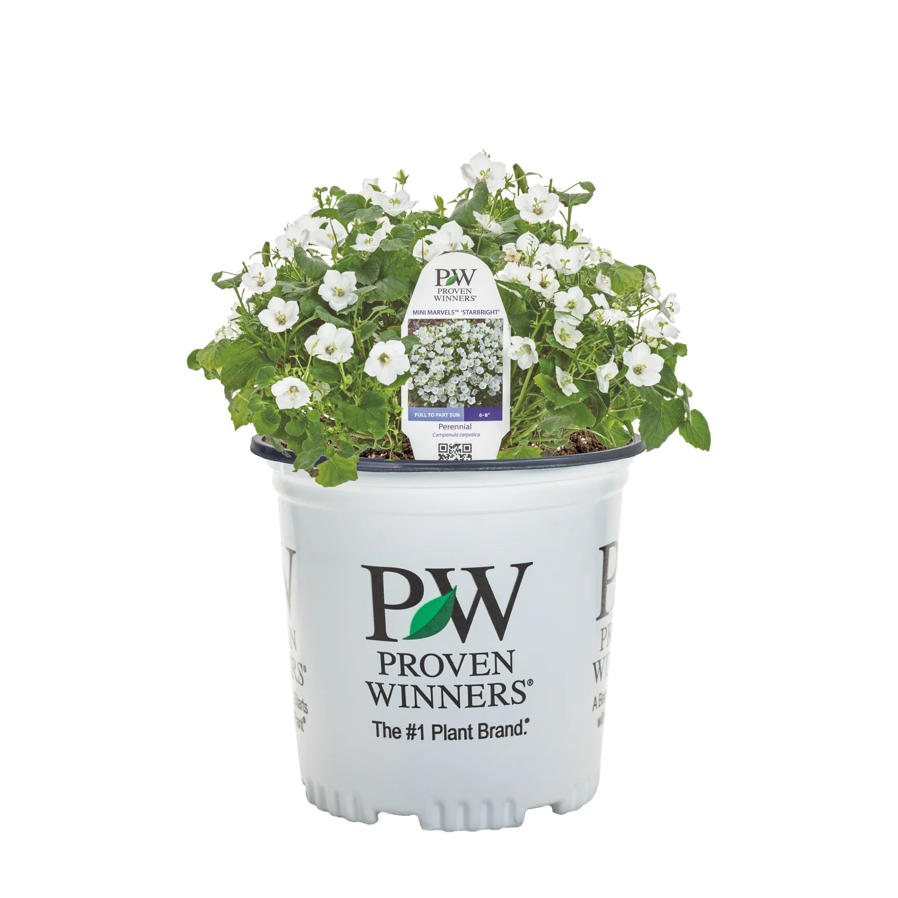 Proven Winners® Mini Marvels™ 'Starbright' Carpathian Bellflower (Campanula carpatica)