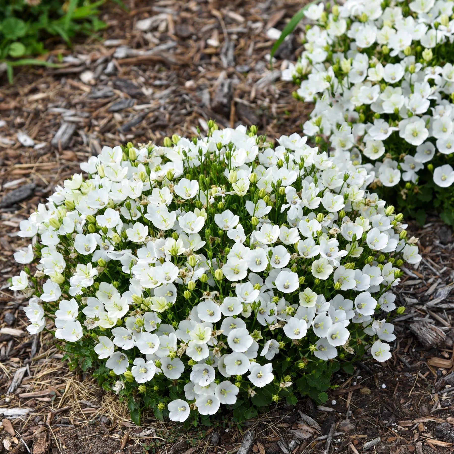 Proven Winners® Mini Marvels™ 'Starbright' Carpathian Bellflower (Campanula carpatica)