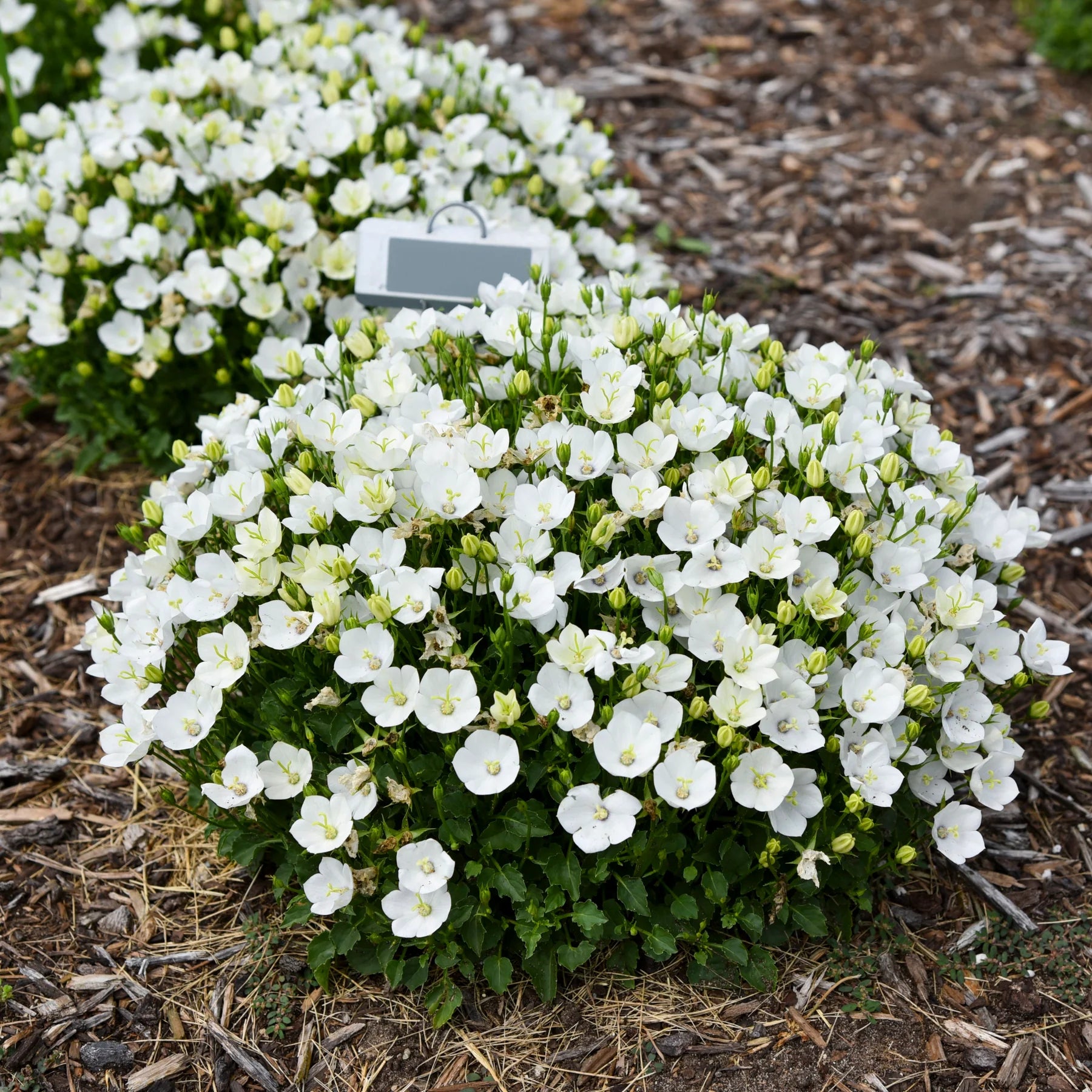 Proven Winners® Mini Marvels™ 'Starbright' Carpathian Bellflower (Campanula carpatica)