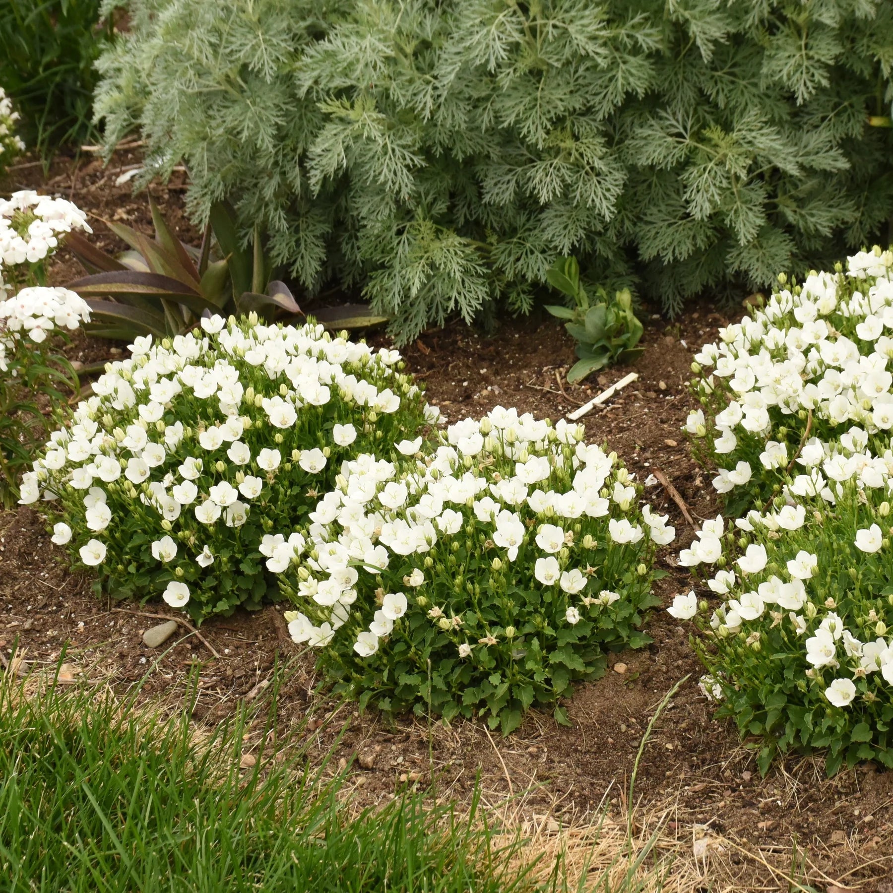 Proven Winners® Mini Marvels™ 'Starbright' Carpathian Bellflower (Campanula carpatica)