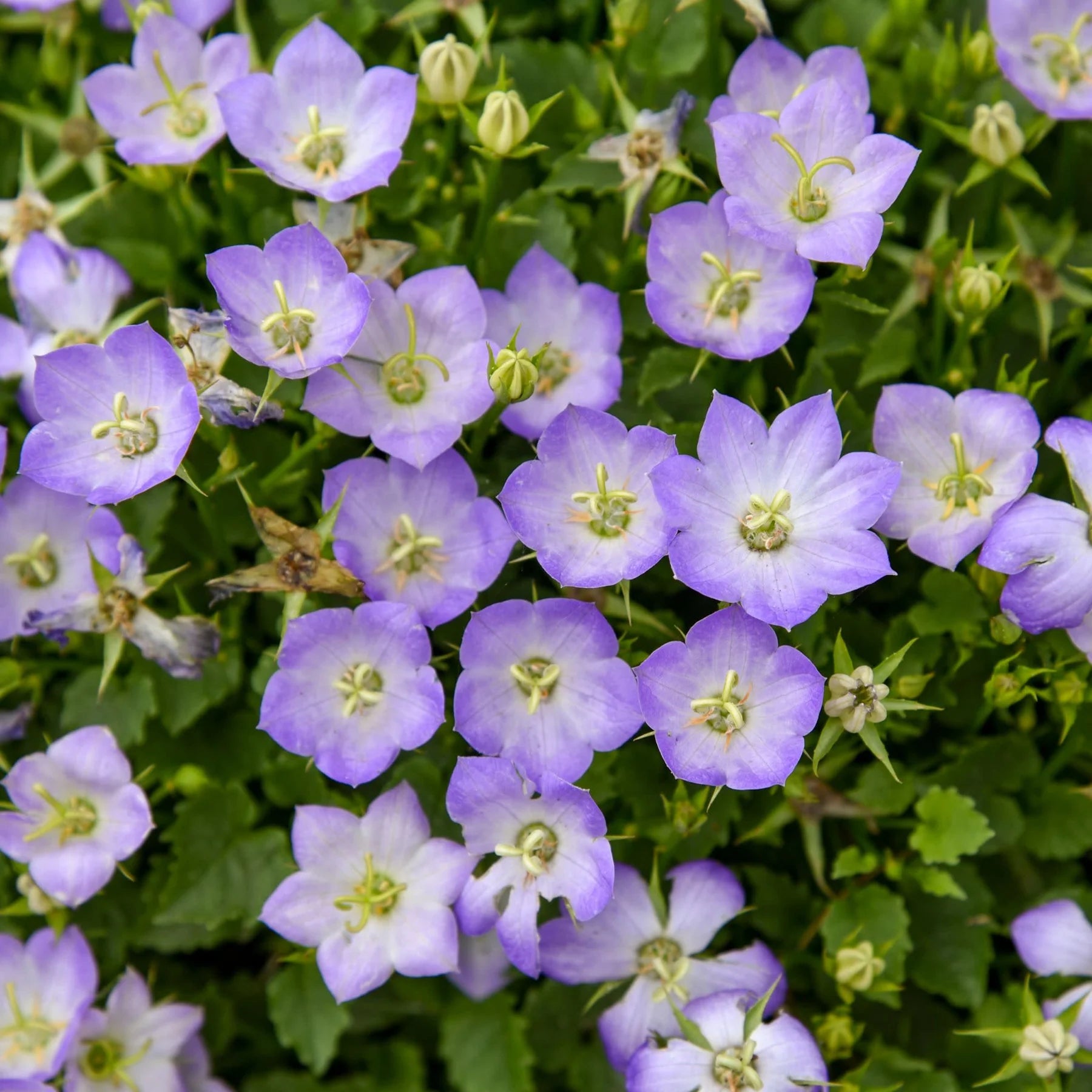 Proven Winners® Mini Marvels™ 'Twilight' Carpathian Bellflower (Campanula carpatica)