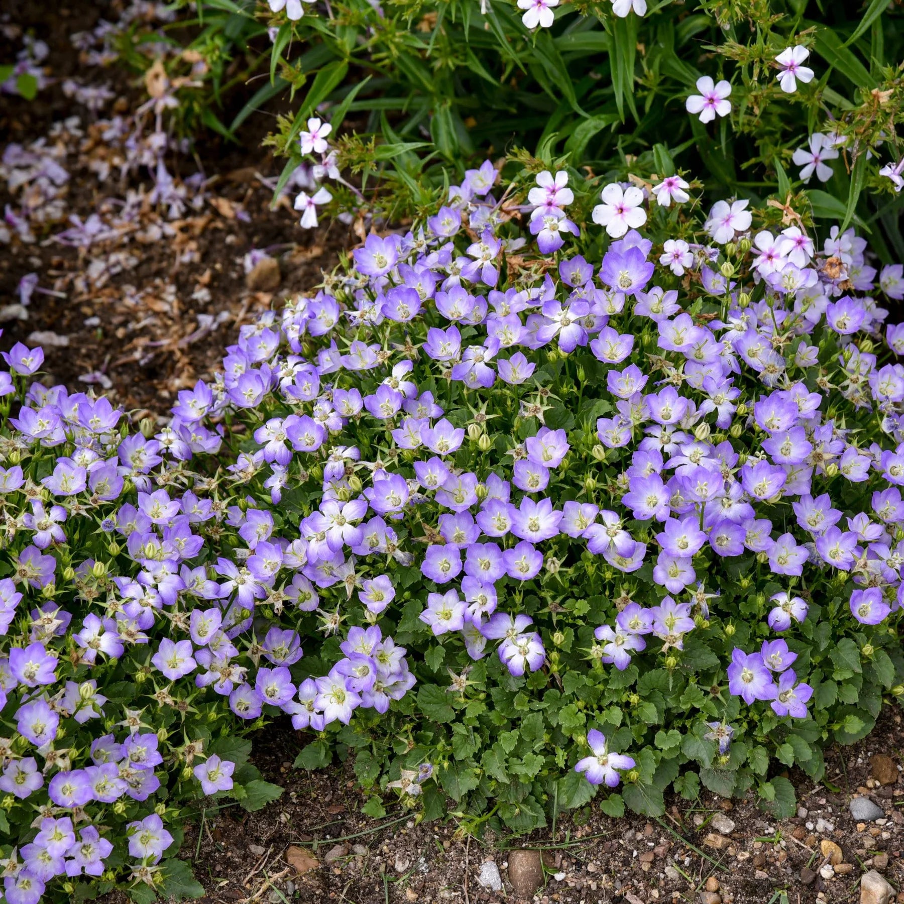 Proven Winners® Mini Marvels™ 'Twilight' Carpathian Bellflower (Campanula carpatica)