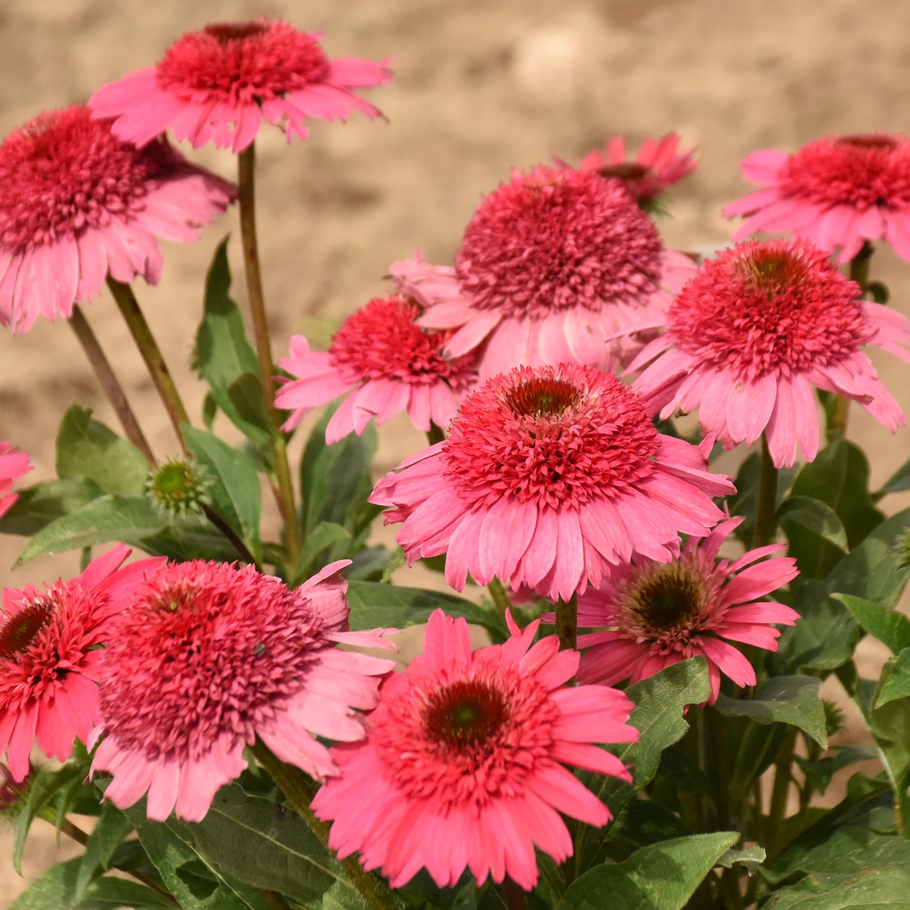Proven Winners® Double Coded® Coral Cranberry Coneflower (Echinacea hybrid) Proven Winners® New Variety 2026