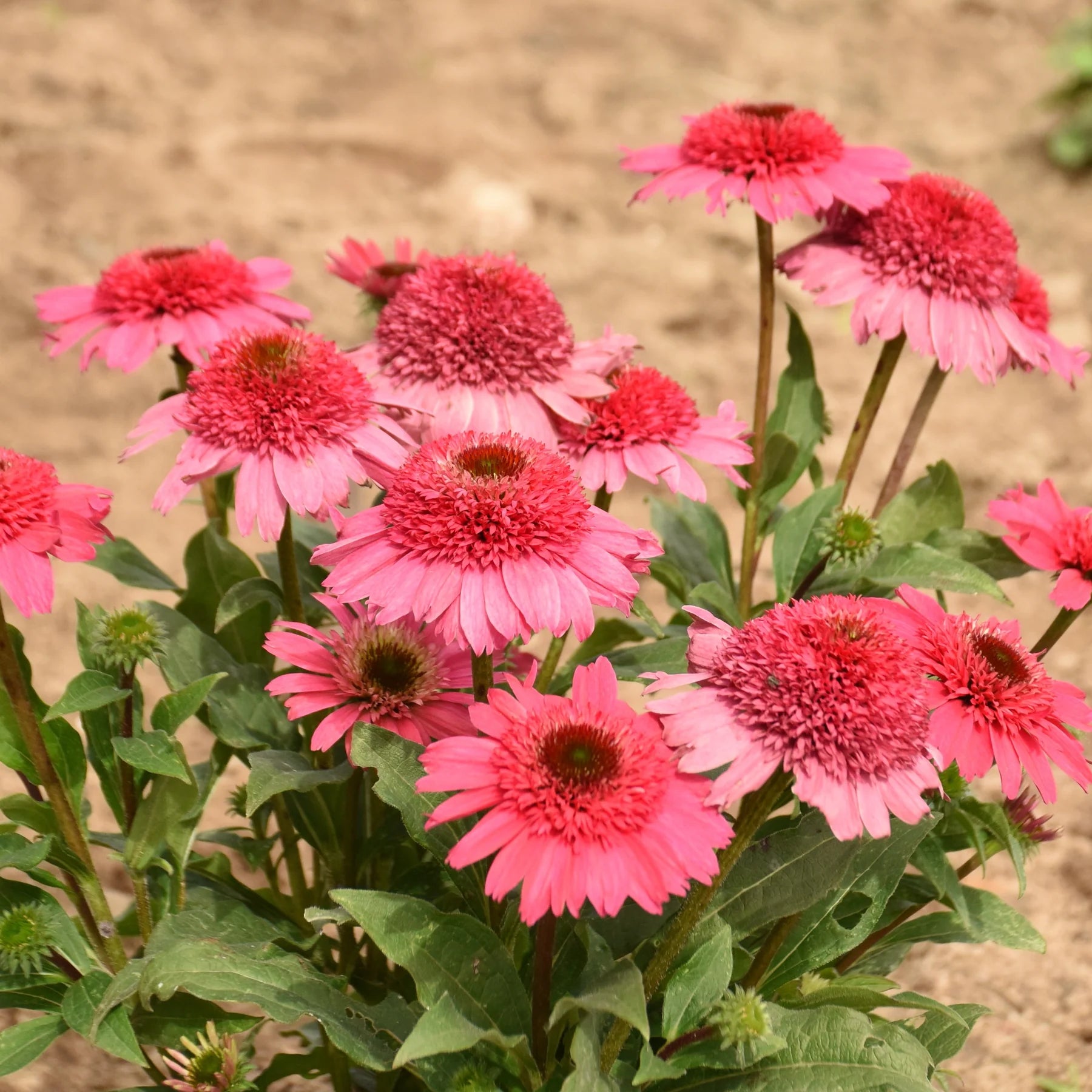 Proven Winners® Double Coded® Coral Cranberry Coneflower (Echinacea hybrid) Proven Winners® New Variety 2026