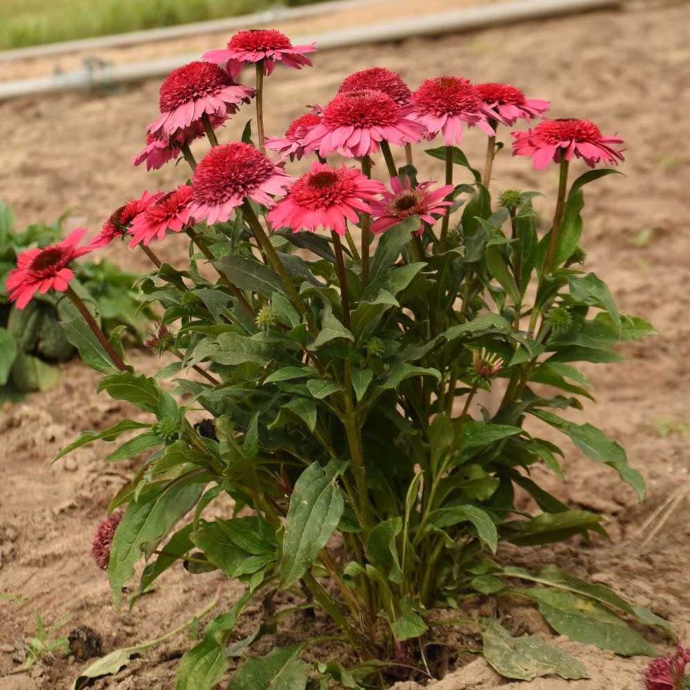 Proven Winners® Double Coded® Coral Cranberry Coneflower (Echinacea hybrid) Proven Winners® New Variety 2026