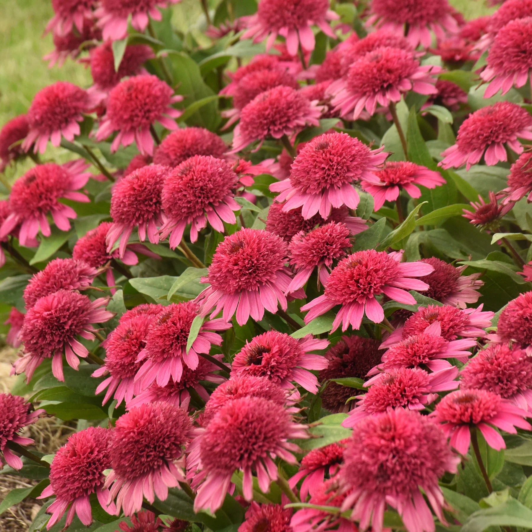 Proven Winners® Double Coded® 'Raspberry Beret' Coneflower (Echinacea hybrid)