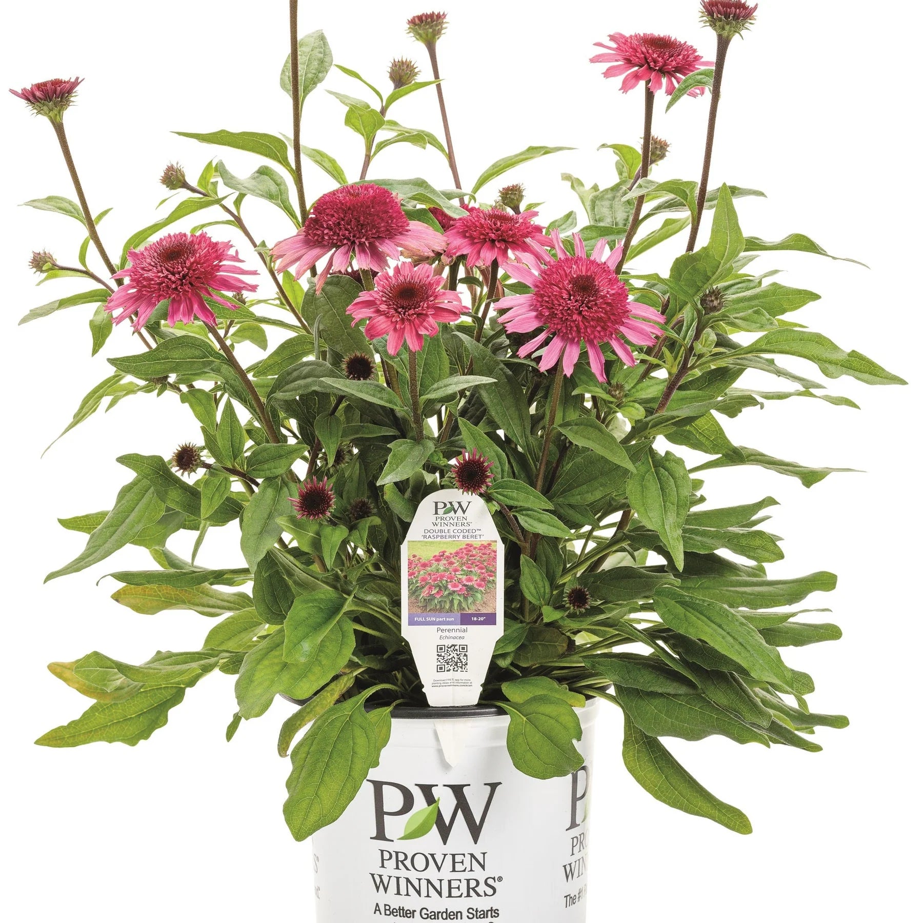 Proven Winners® Double Coded® 'Raspberry Beret' Coneflower (Echinacea hybrid)