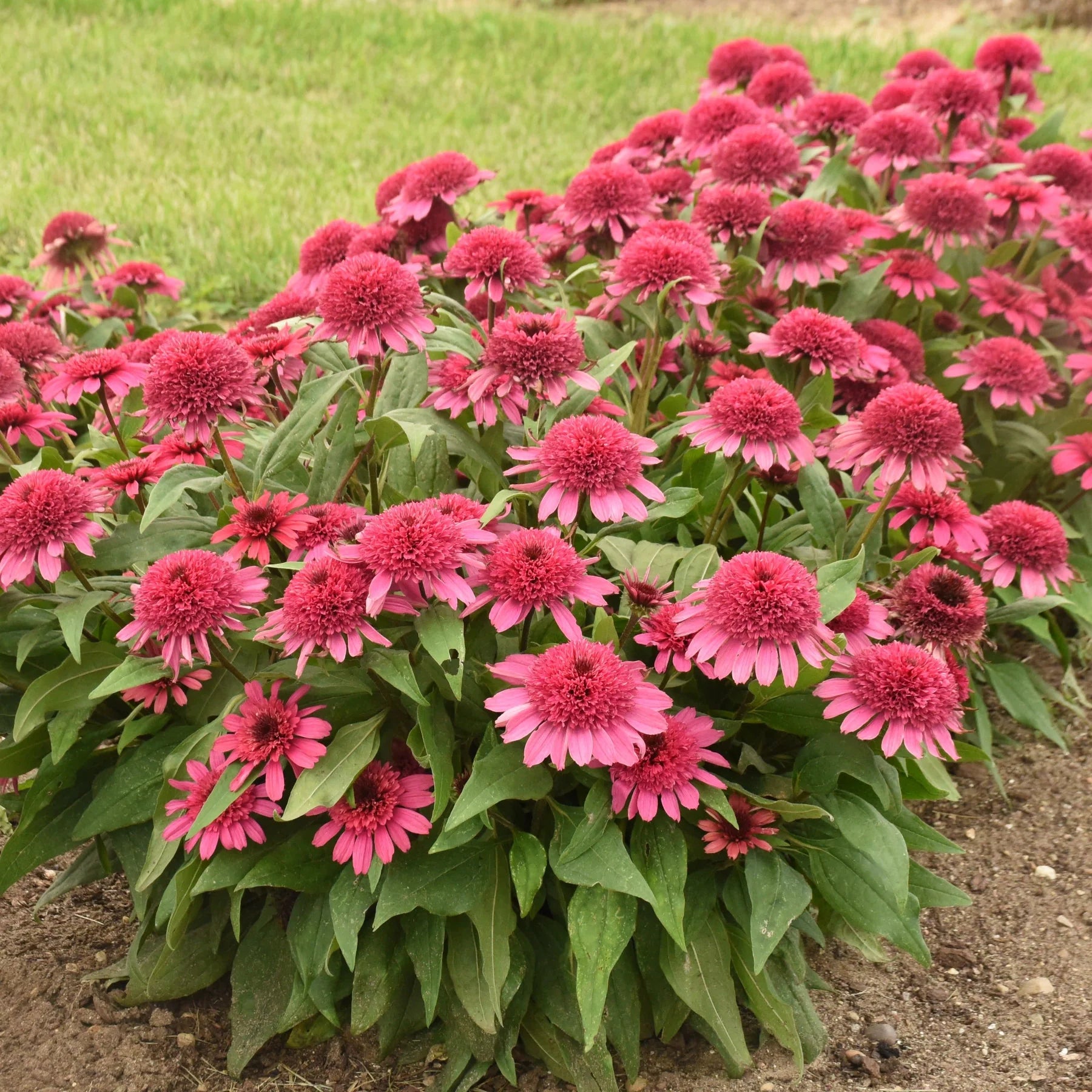 Proven Winners® Double Coded® 'Raspberry Beret' Coneflower (Echinacea hybrid)