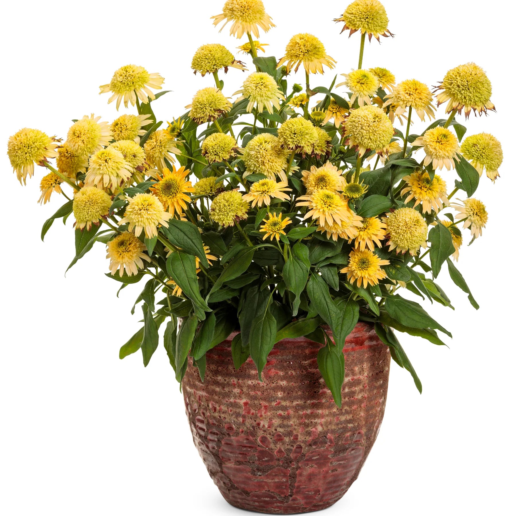 Proven Winners® Double Coded® 'Butter Pecan' Coneflower (Echinacea hybrid)