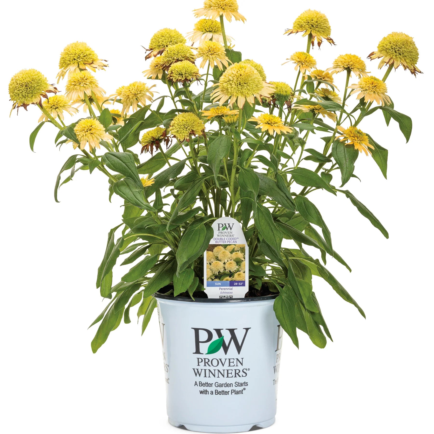 Proven Winners® Double Coded® 'Butter Pecan' Coneflower (Echinacea hybrid)
