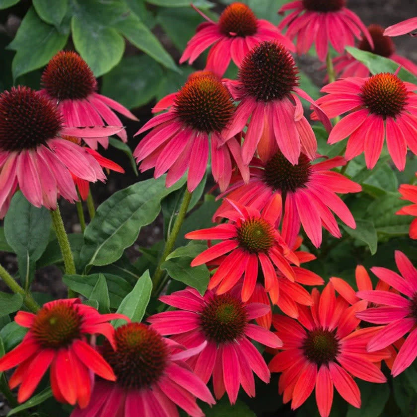 Proven Winners® Summersong™ Firefinch™ Coneflower (Echinacea hybrid)