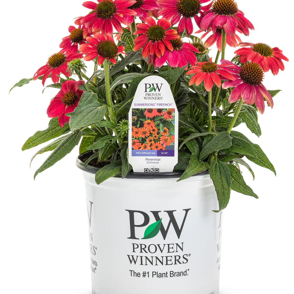 Proven Winners® Summersong™ Firefinch™ Coneflower (Echinacea hybrid)