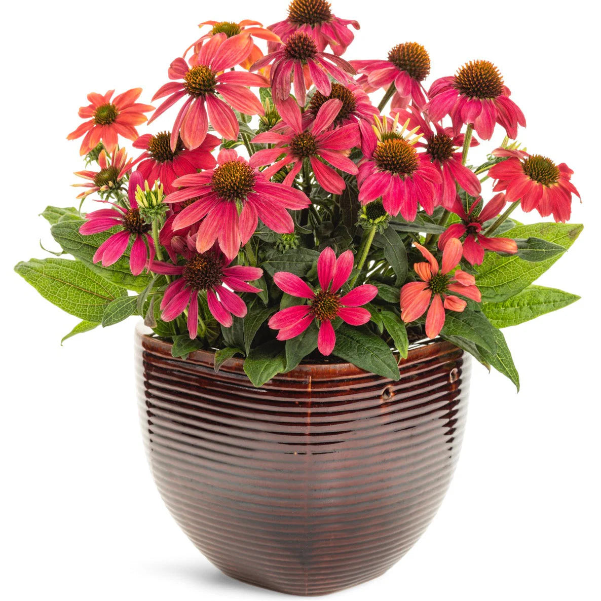 Proven Winners® Summersong™ Firefinch™ Coneflower (Echinacea hybrid)