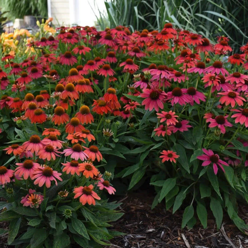 Proven Winners® Summersong™ Firefinch™ Coneflower (Echinacea hybrid)
