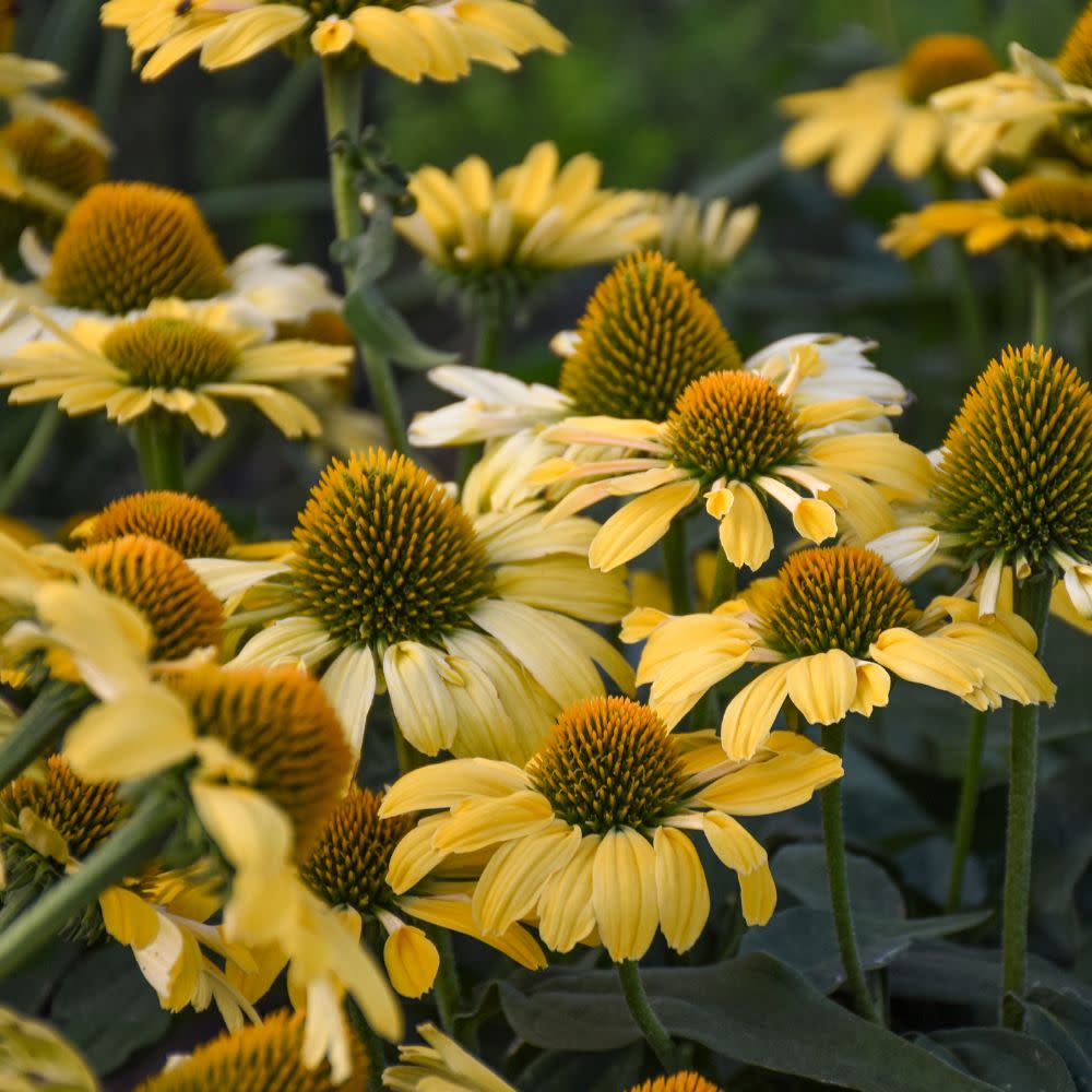 Proven Winners® Color Coded® 'Yellow My Darling' Coneflower (Echinacea hybrid)