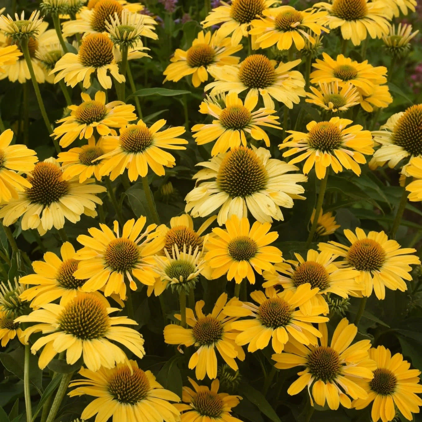 Proven Winners® Color Coded® 'Yellow My Darling' Coneflower (Echinacea hybrid)
