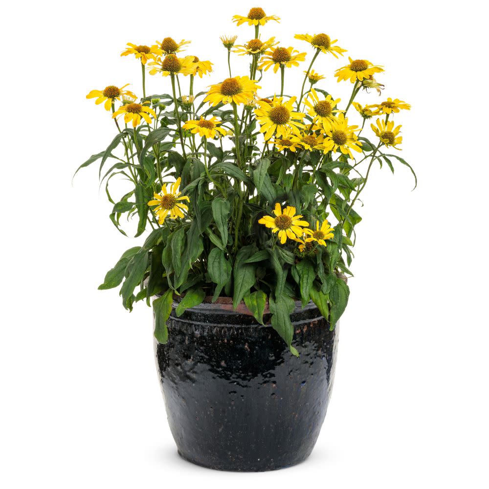 Proven Winners® Color Coded® 'Yellow My Darling' Coneflower (Echinacea hybrid)