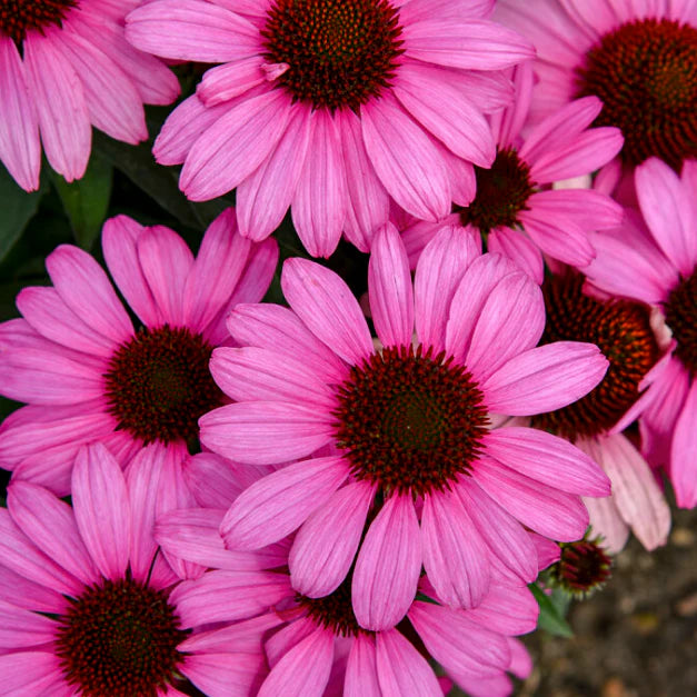 Proven Winners® Color Coded® 'The Fuchsia is Bright' Coneflower (Echinacea hybrid)