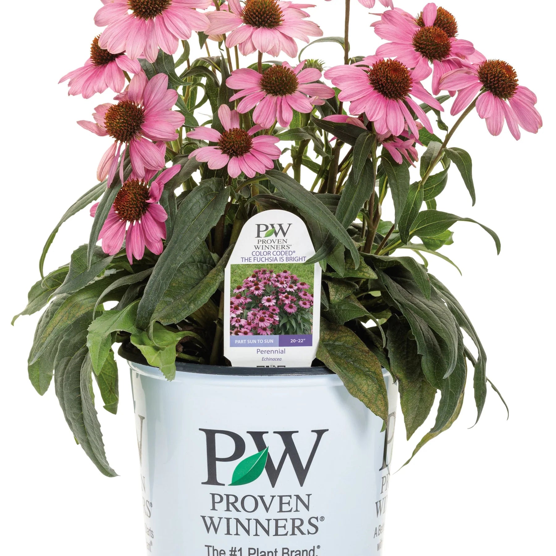 Proven Winners® Color Coded® 'The Fuchsia is Bright' Coneflower (Echinacea hybrid)
