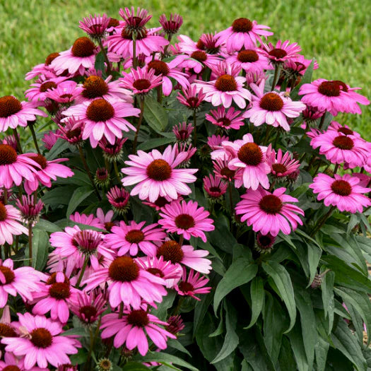 Proven Winners® Color Coded® 'The Fuchsia is Bright' Coneflower (Echinacea hybrid)