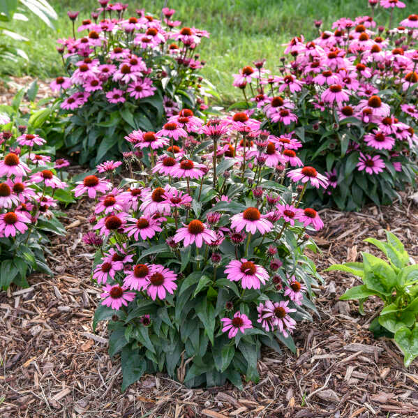 Proven Winners® Color Coded® 'The Fuchsia is Bright' Coneflower (Echinacea hybrid)