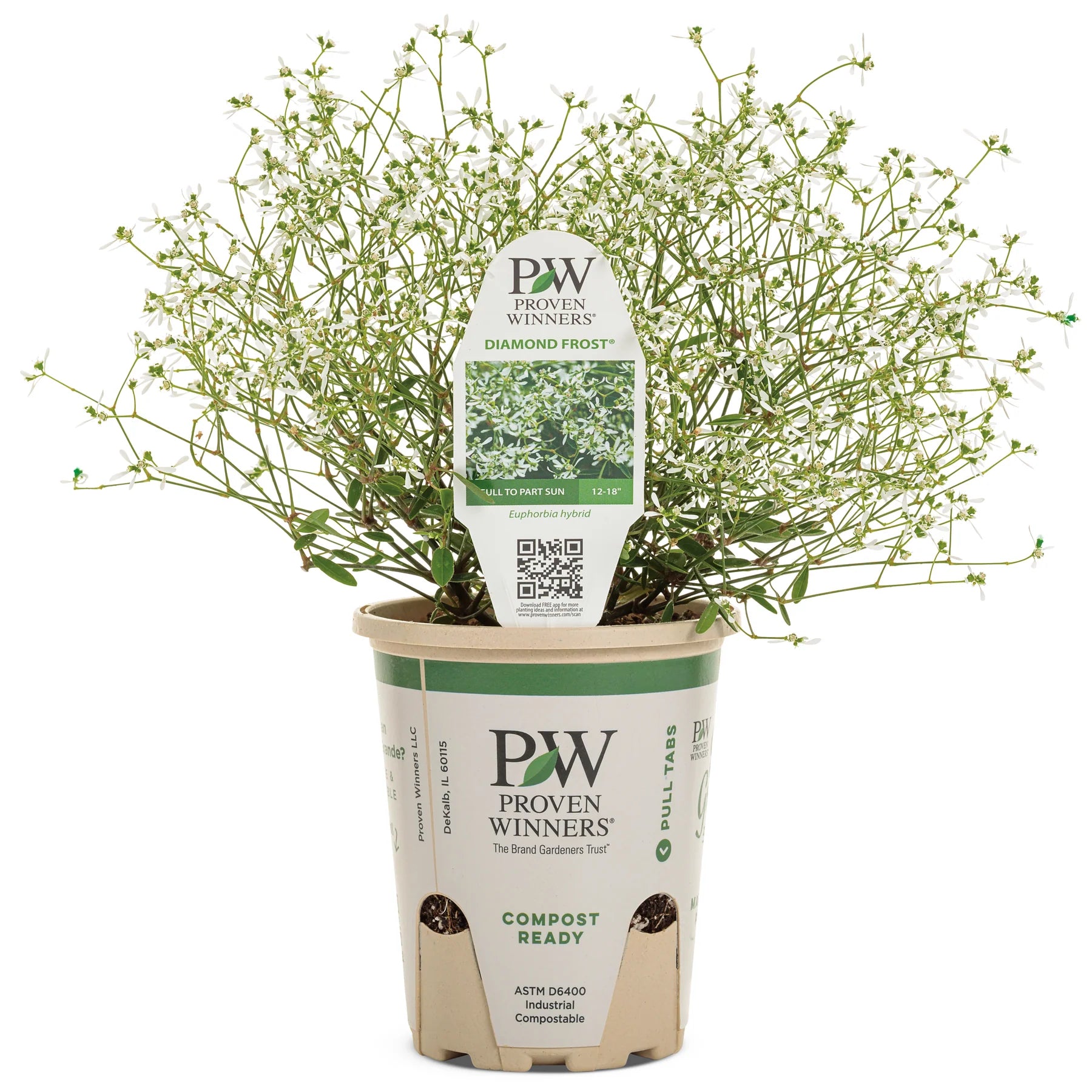 Proven Winners® Diamond Frost® Euphorbia