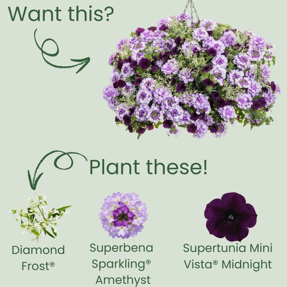 Proven Winners® Diamond Frost® Euphorbia