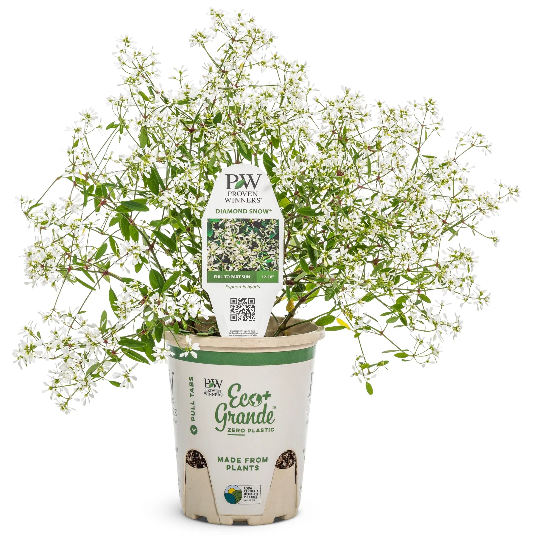 Proven Winners® Diamond Snow® Euphorbia