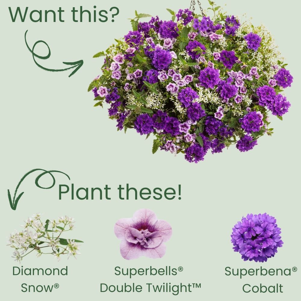 Proven Winners® Diamond Snow® Euphorbia