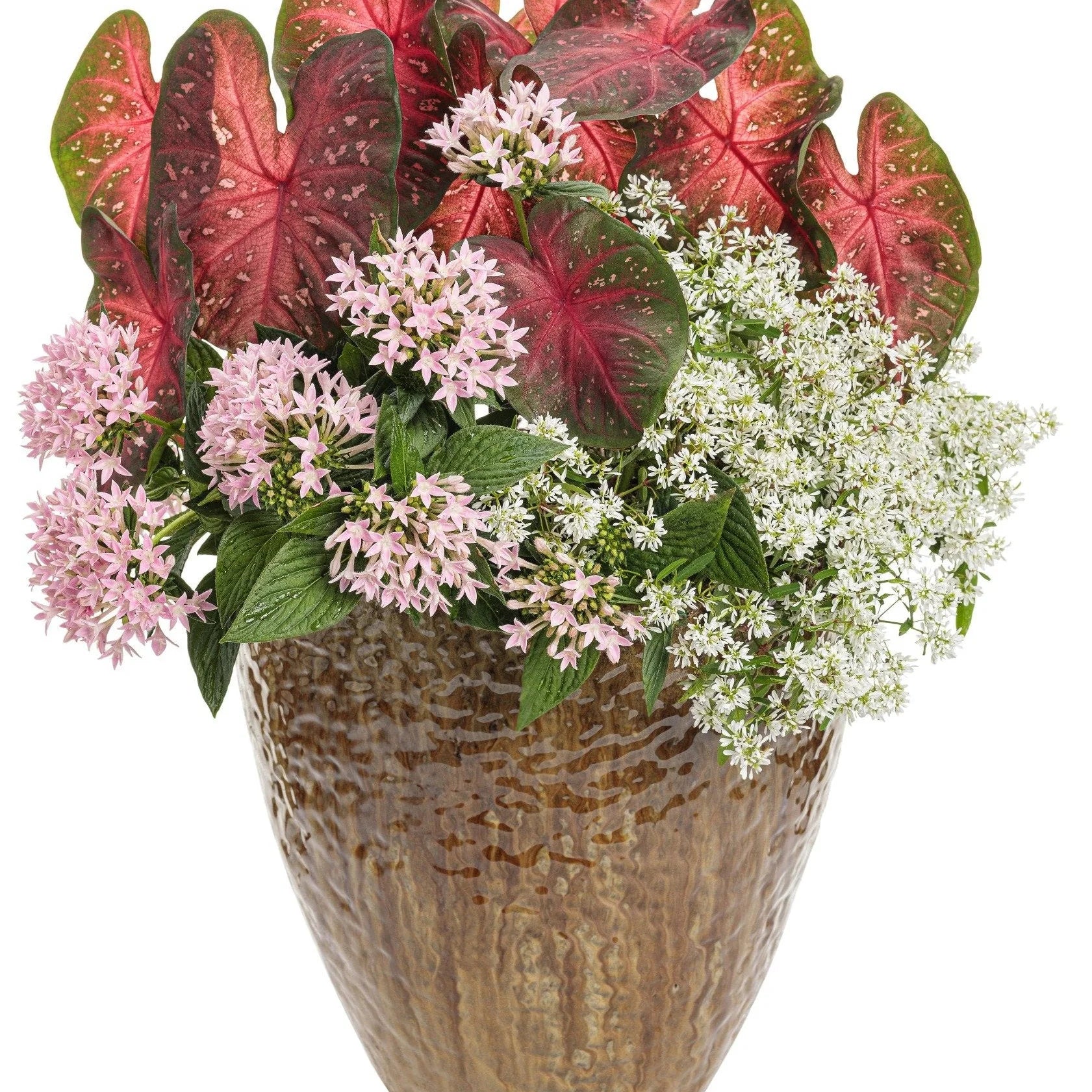 Proven Winners® Diamond Snow® Euphorbia