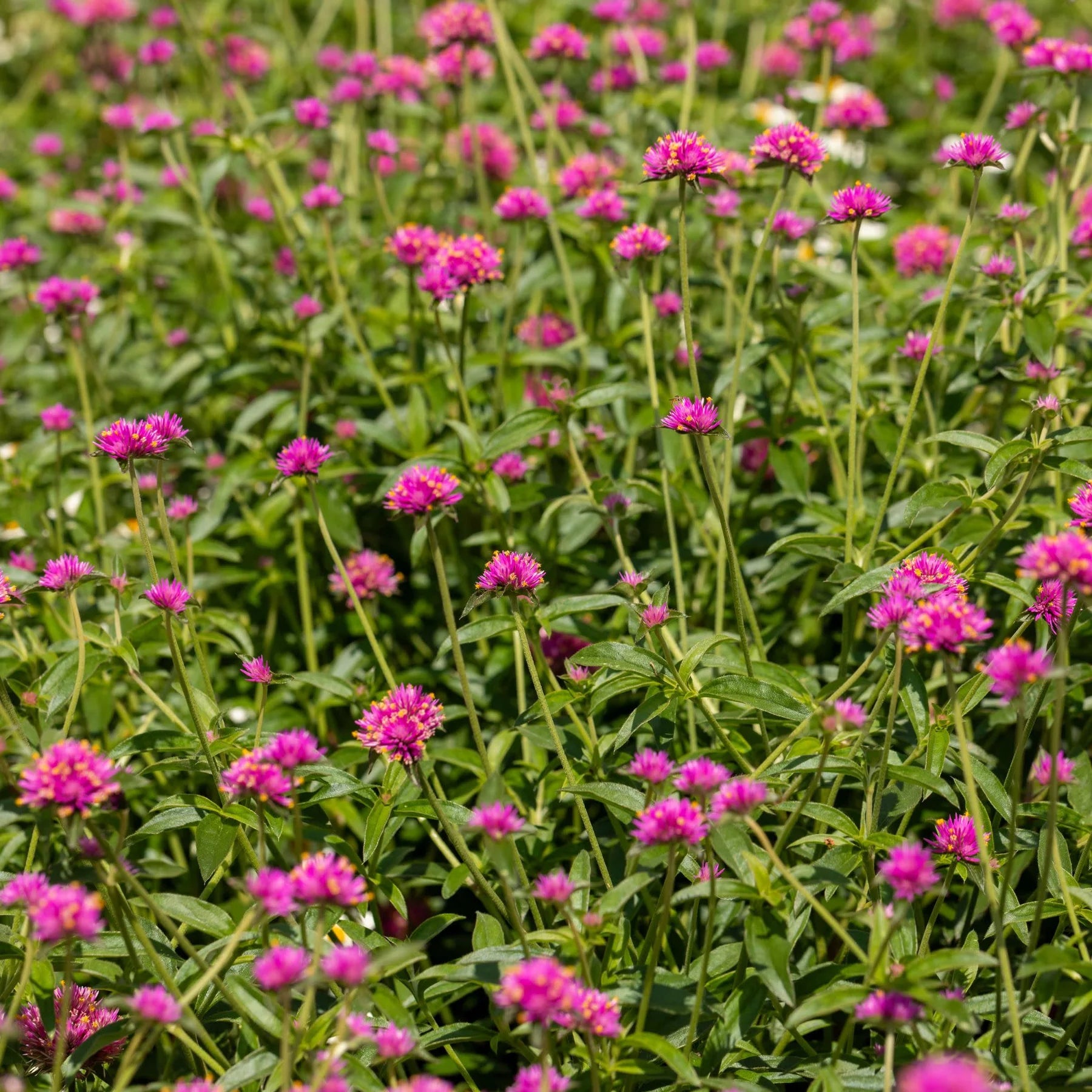 Proven Winners® Truffula™ Pink Globe Amaranth (Gomphrena pulchella)
