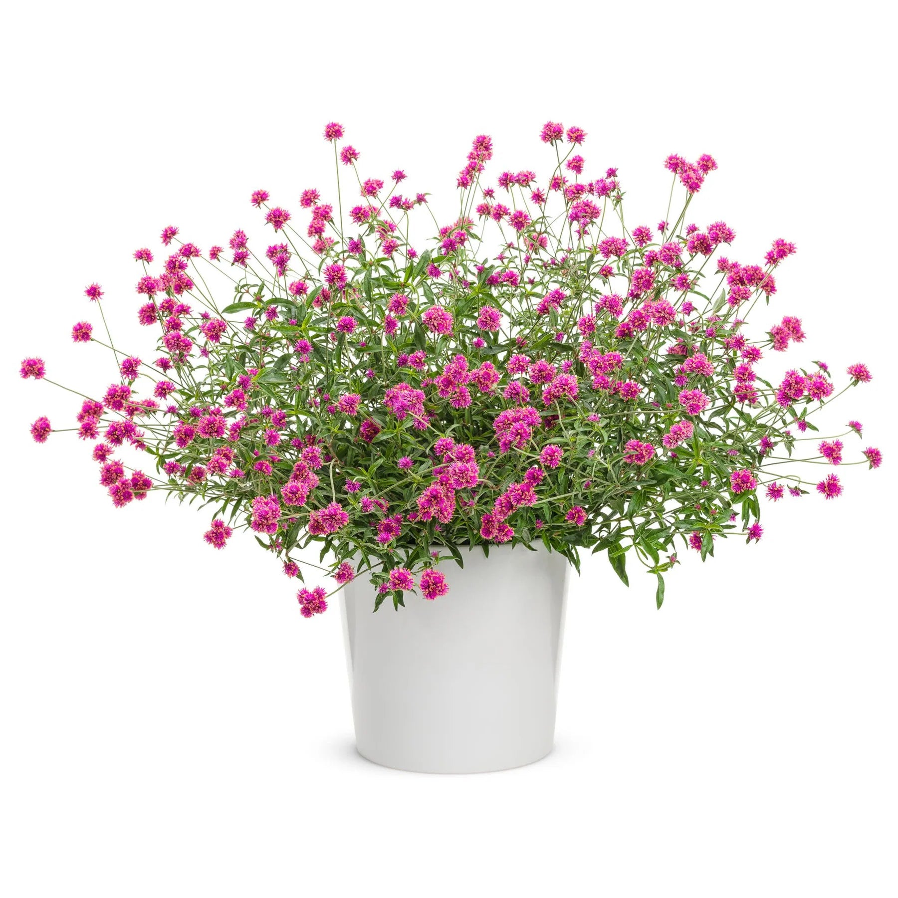Proven Winners® Truffula™ Pink Globe Amaranth (Gomphrena pulchella)