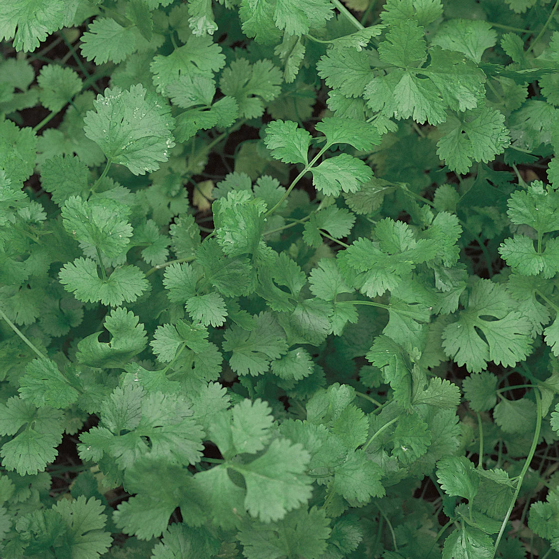 Proven Selections® Slow Bolt Cilantro Coriander (Coriandrum sativum)