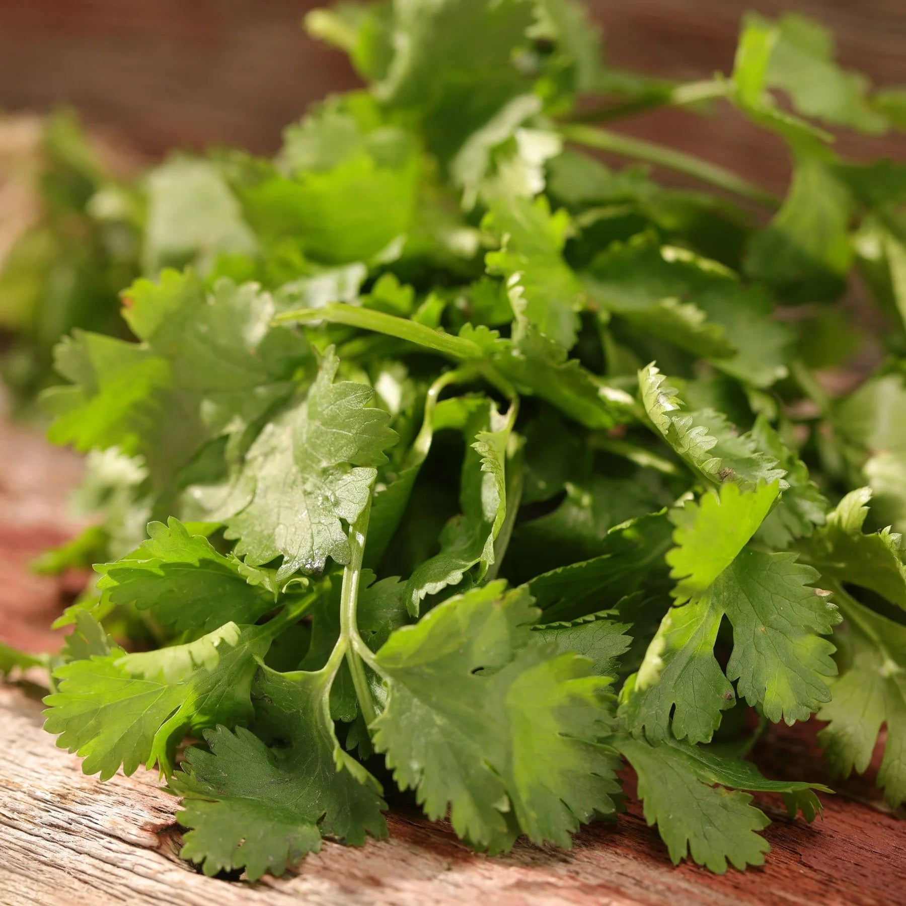 Proven Selections® Slow Bolt Cilantro Coriander (Coriandrum sativum)