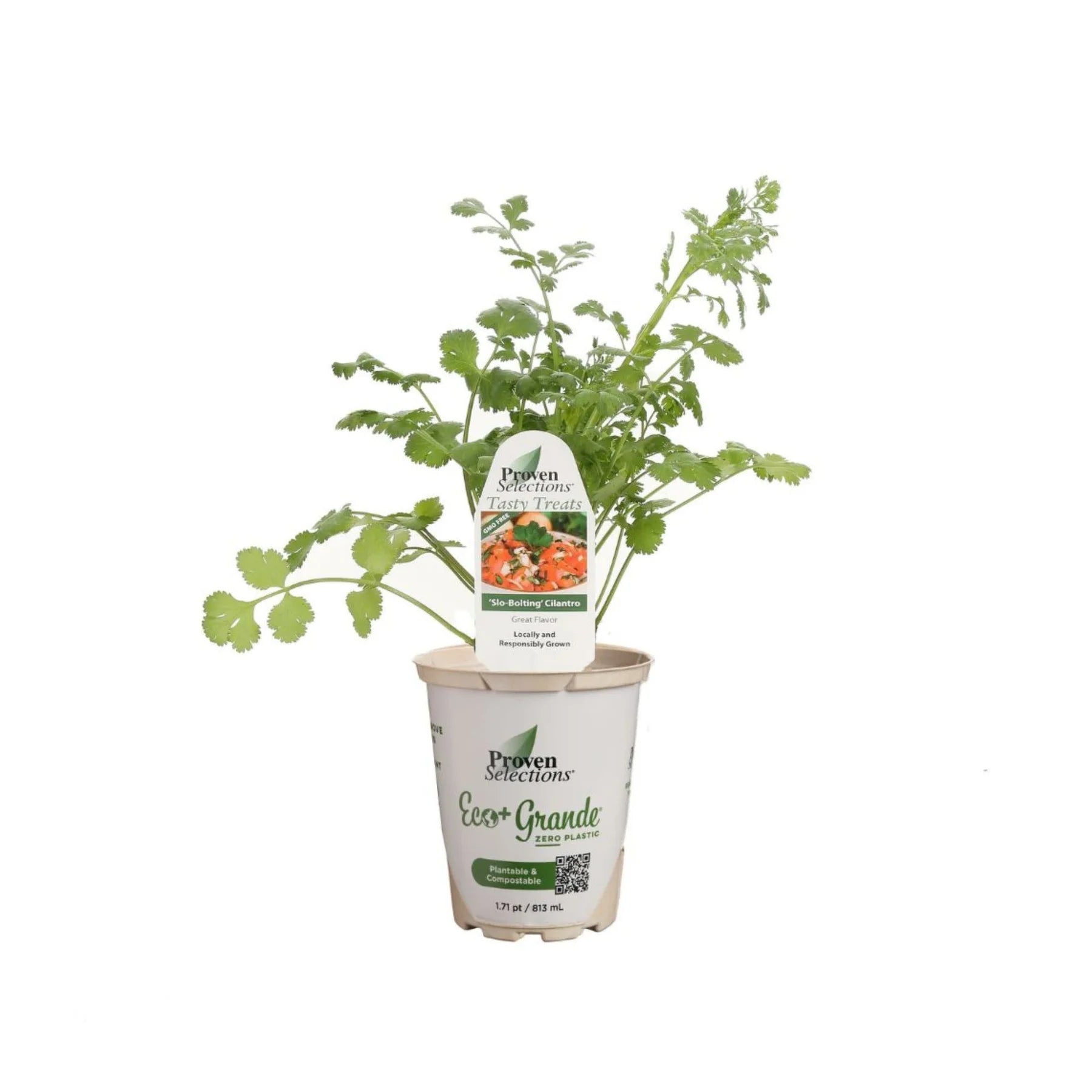 Proven Selections® Slow Bolt Cilantro Coriander (Coriandrum sativum)