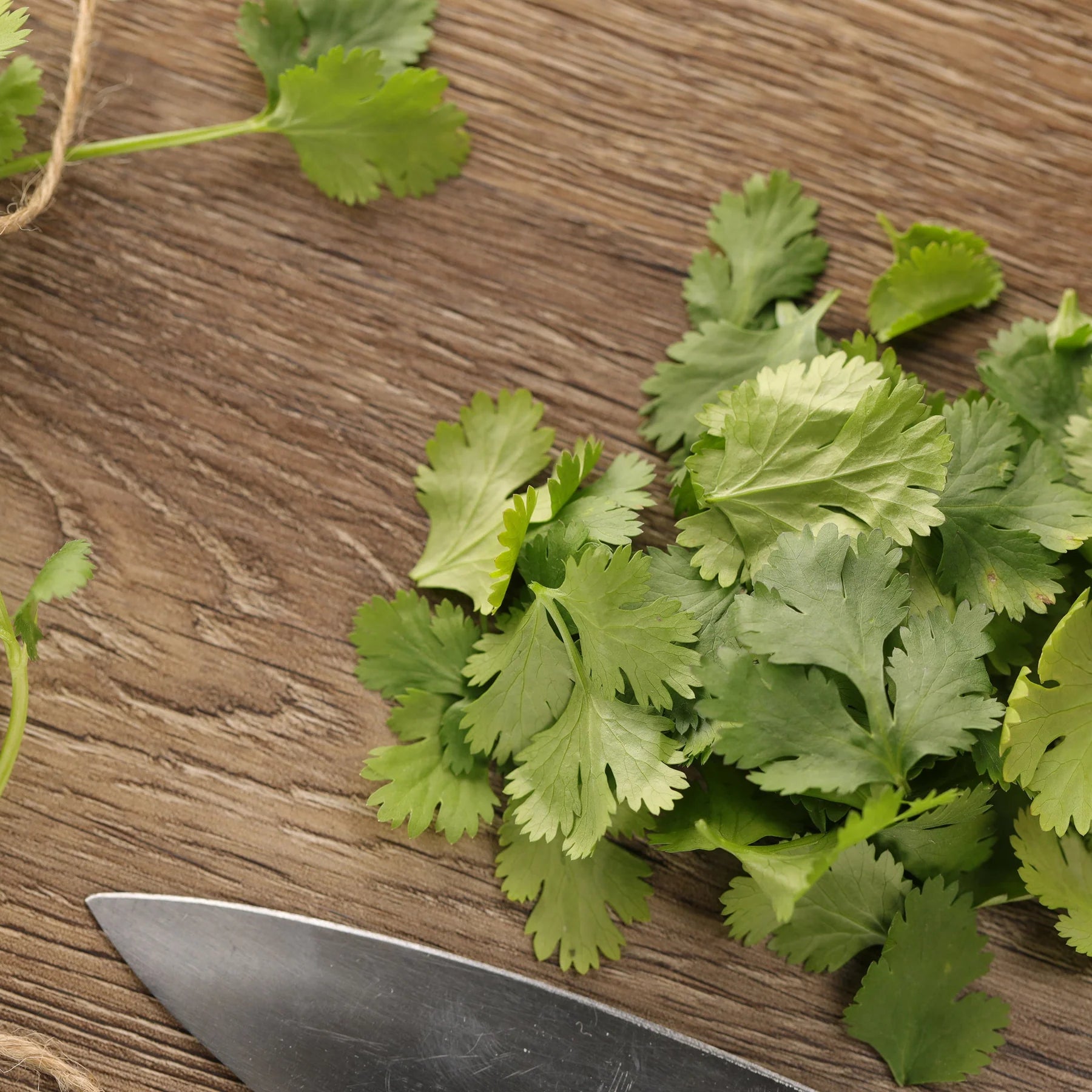 Proven Selections® Slow Bolt Cilantro Coriander (Coriandrum sativum)