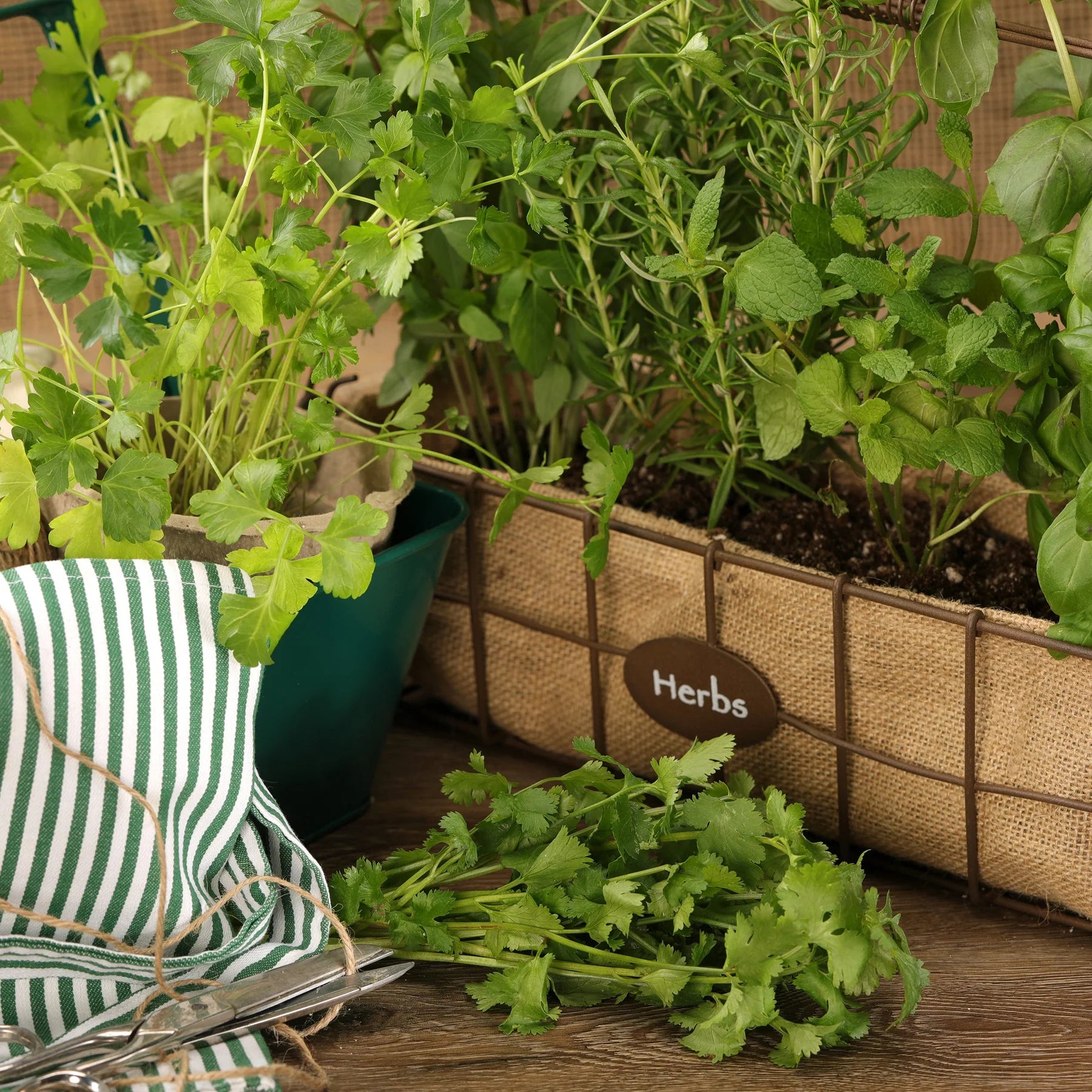 Proven Selections® Slow Bolt Cilantro Coriander (Coriandrum sativum)